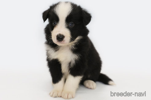 成約済の神奈川県のボーダーコリー-327517の3枚目